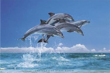 Poster - Four dolphins  Enmarcado de cuadros